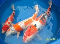 Ikeage Matsuda 2011 073.jpg