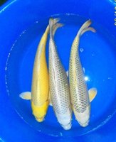 Nisai Mix - Marudo, 50 cm.jpg