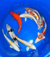 Nisai Mix , Yamazaki - 35 cm.jpg