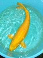 Yamabuki, 75 cm.jpg