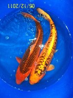 Aka Matsuba, Mizu Ogon, 65 cm.jpg