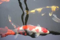 kohaku1.jpg