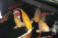 jumbos aus der garage2.jpg