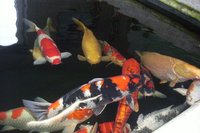 jumbos aus der garage3.jpg