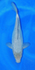 12DoitsuSorgaoi30cm199.jpg