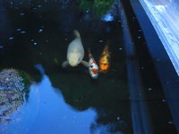 silvester 2011 008.jpg