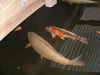 Chagoi Okt.2011 45cm 2 Jahre 6 monate.jpg