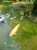 Chagoi Mai 2011 40cm 2 Jahre.jpg
