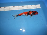 tn_Showa Sekiguchi Koi Bauer März 2010 25cm (2).jpg