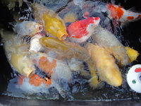 Winter im Teich 005.jpg