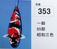 353.jpg
