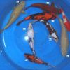 image005_thumb.png