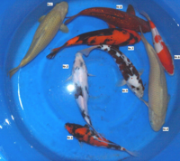 image005.png