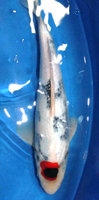 12086A.jpg