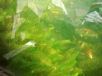 DSCI0040.JPG