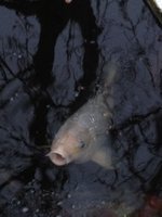 ImageUploadedByTapatalk1330455524.735046.jpg