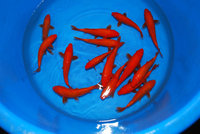 BenigoiFeb2012-79.JPG