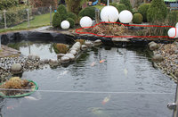Teich-2012_0334.jpg