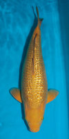 Ginrin-Chagoi-2A.jpg