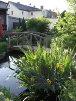 unsere schwertlilie sommer 2011.jpg