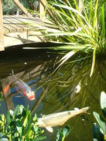 verschiedenes august 2011 017.jpg