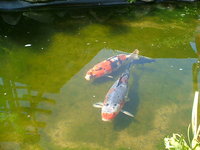 unsere koi beim genießen der sonne im mai 2011 009.jpg