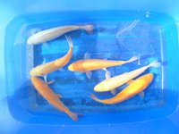 Karashi-Kigoi Mix 20-23cm.JPG