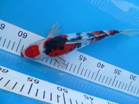 Doitsu Sanke KNALLER  27cm.JPG