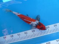 Knaller Showa 29cm.JPG