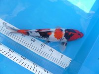 Knaller Showa 33cm.JPG