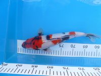 Knaller Showa 30cm.JPG