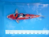 Doistus Sanke 44cm 399.-.JPG