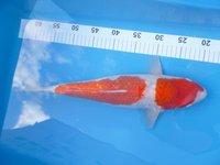 Ginrin Kohaku 40cm  399.-.JPG