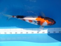 Showa 45cm 425.-.JPG