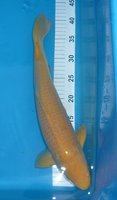 Karashigoi Marudoh 42 cm.JPG
