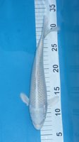 Platinum Konishi 23 cm.JPG