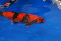 DSC_6227.jpg