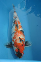 Maruyama Showa.jpg