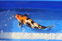 _KOM0499.JPG