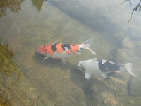DSCF0248.JPG