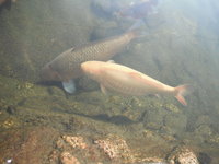 DSCF0262.JPG