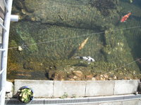 DSCF0316.JPG