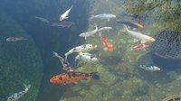 Koi Teich 001.JPG