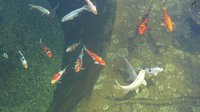 Koi Teich 004.JPG