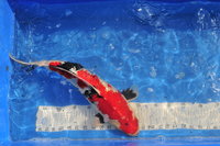 _KOM0691.JPG