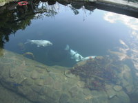 DSCF0384.JPG