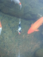 DSCF0397.JPG