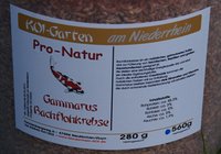 Gammarus 2.jpg