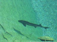 IMG_4737.jpg