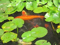 IMG_2090.jpg